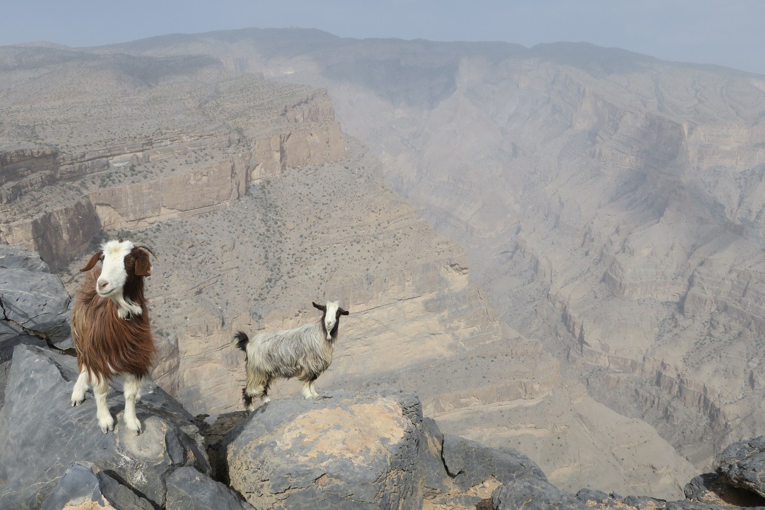 Jebel Shams goats